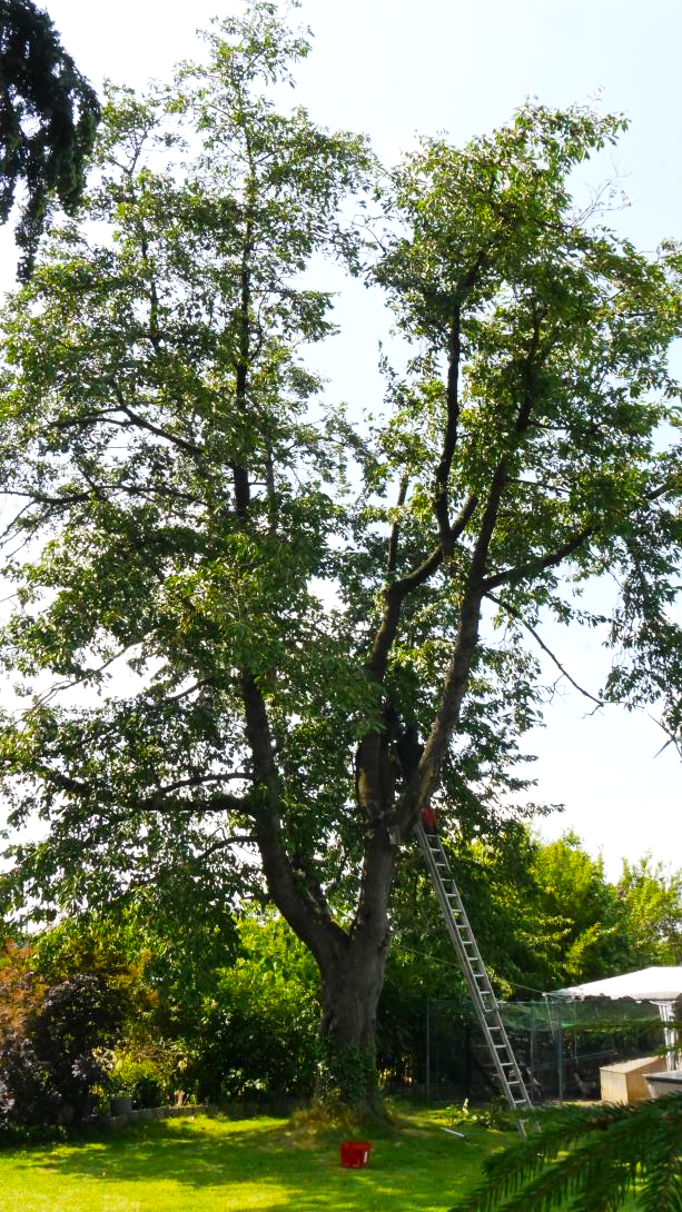 'Teickners' Baum