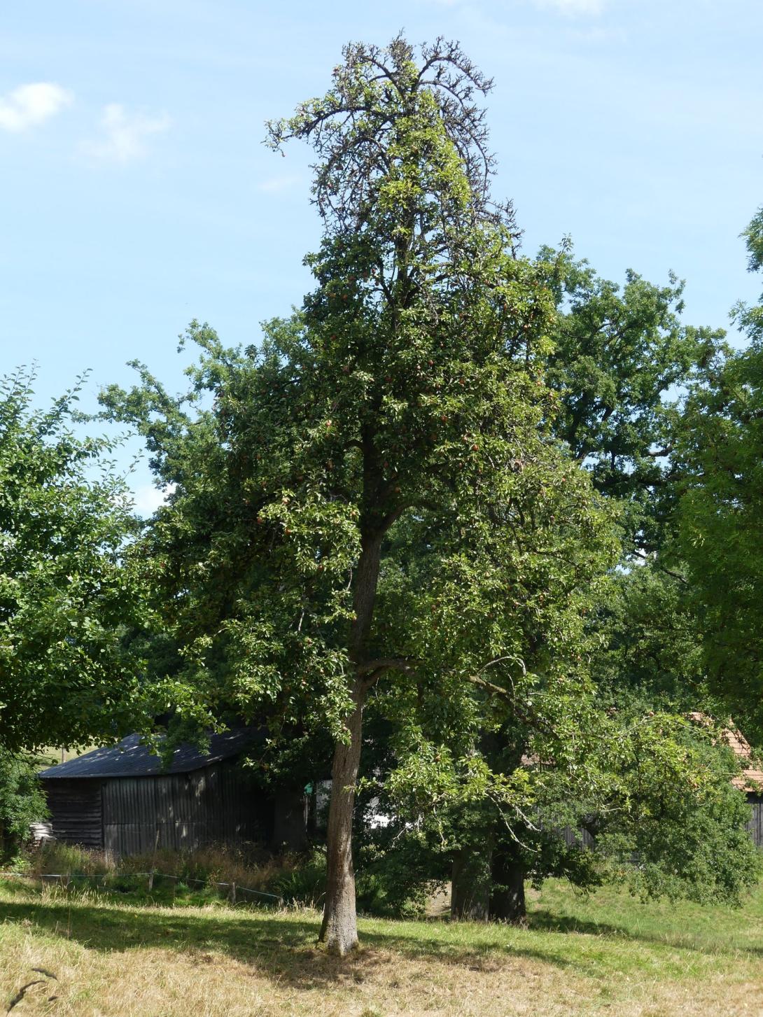Volkmarser Birne