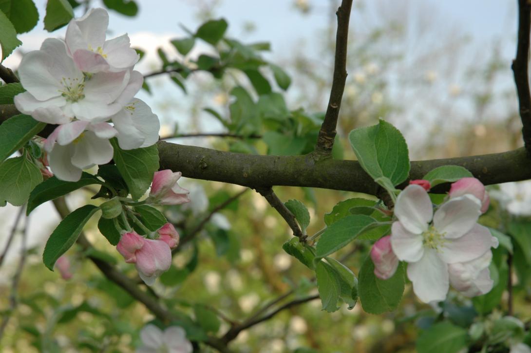 Westfälischer Frühapfel (Blüte)