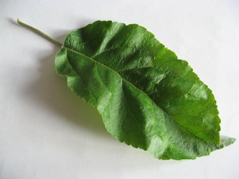 Wilstedter Apfel