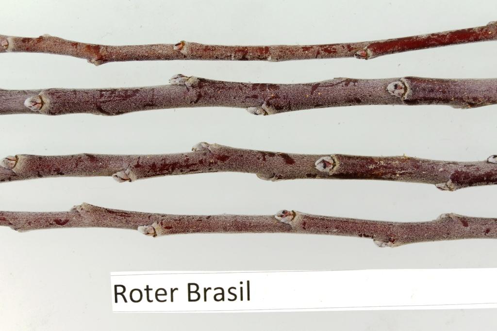 Roter Brasilienapfel