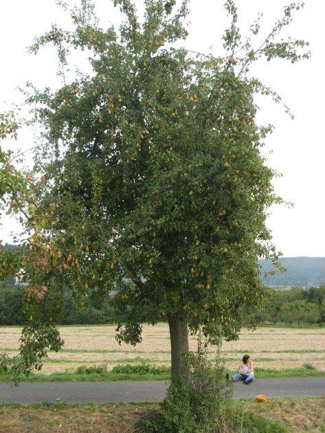 "Naumburger Feigenbirne"-AN