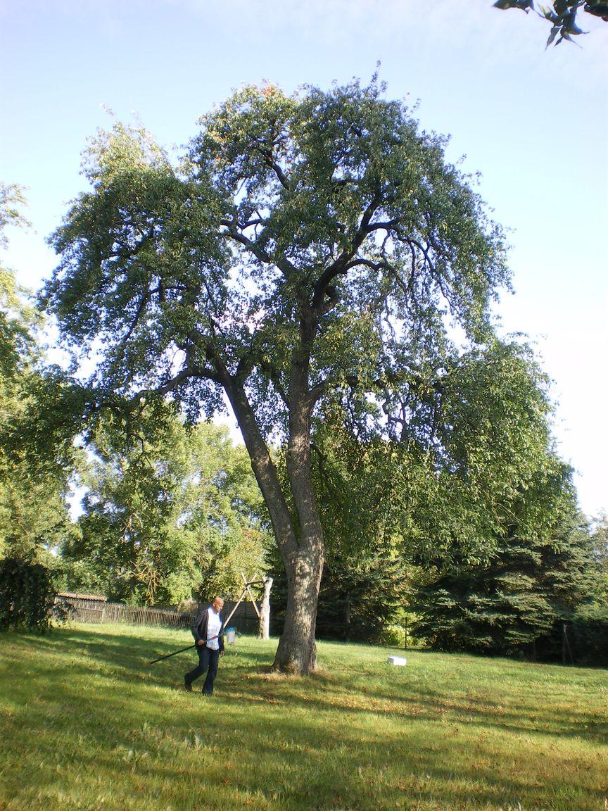 Wallbirne