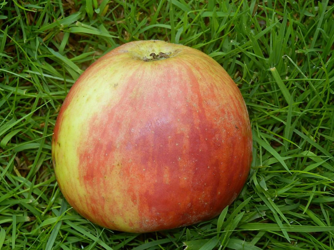 Frucht im Gras