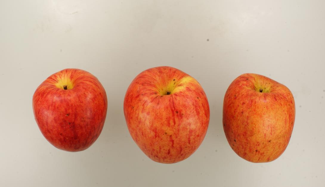 Alantapfel
