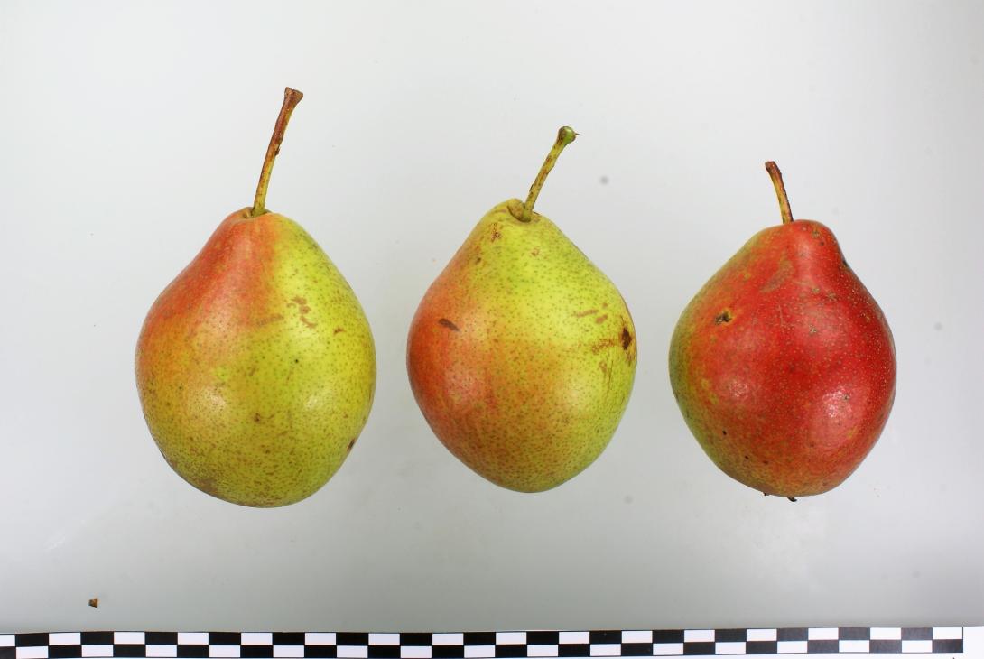 Amanlis Butterbirne