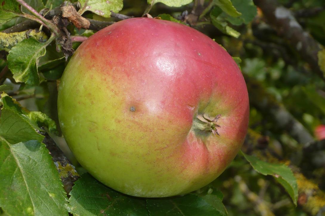 Früchte am Baum