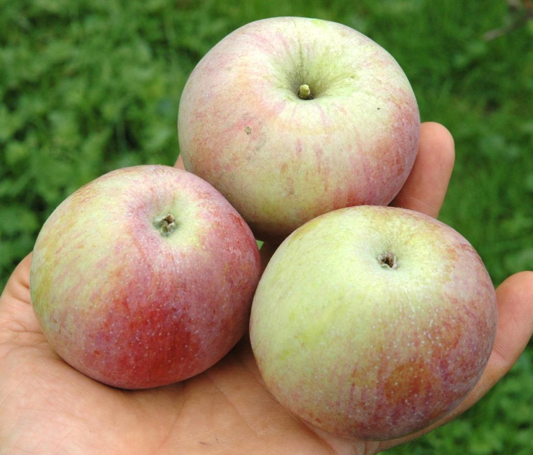 Bäumchensapfel