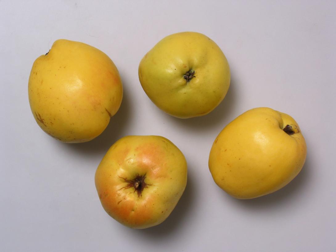 Bürener Zitronenapfel (Studiofoto)
