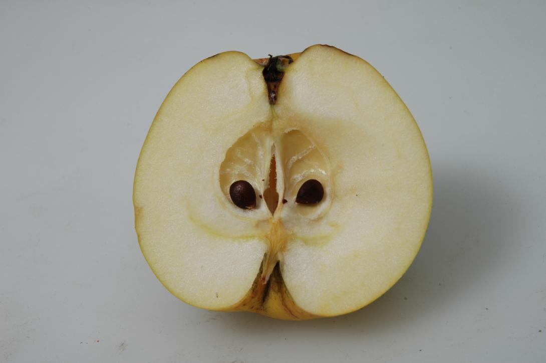 Bürener Zitronenapfel (geschnittene Frucht)