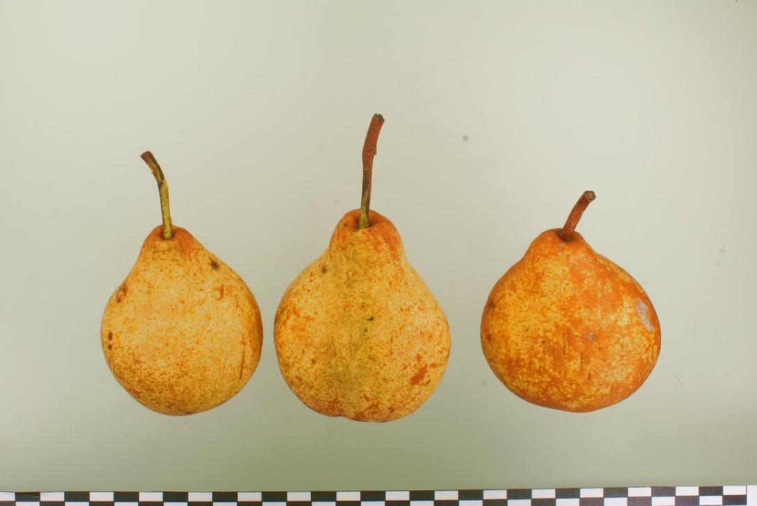 Blumenbachs Butterbirne
