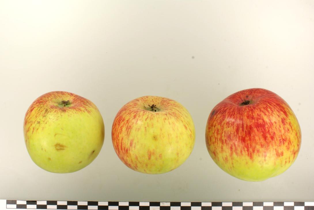 Charlamowsky