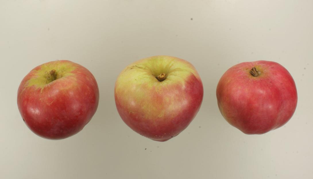 Roter Ananaspfel