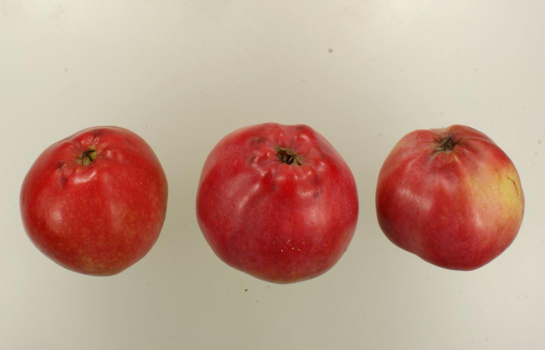 Roter Ananaspfel