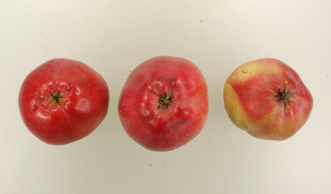 Roter Ananaspfel