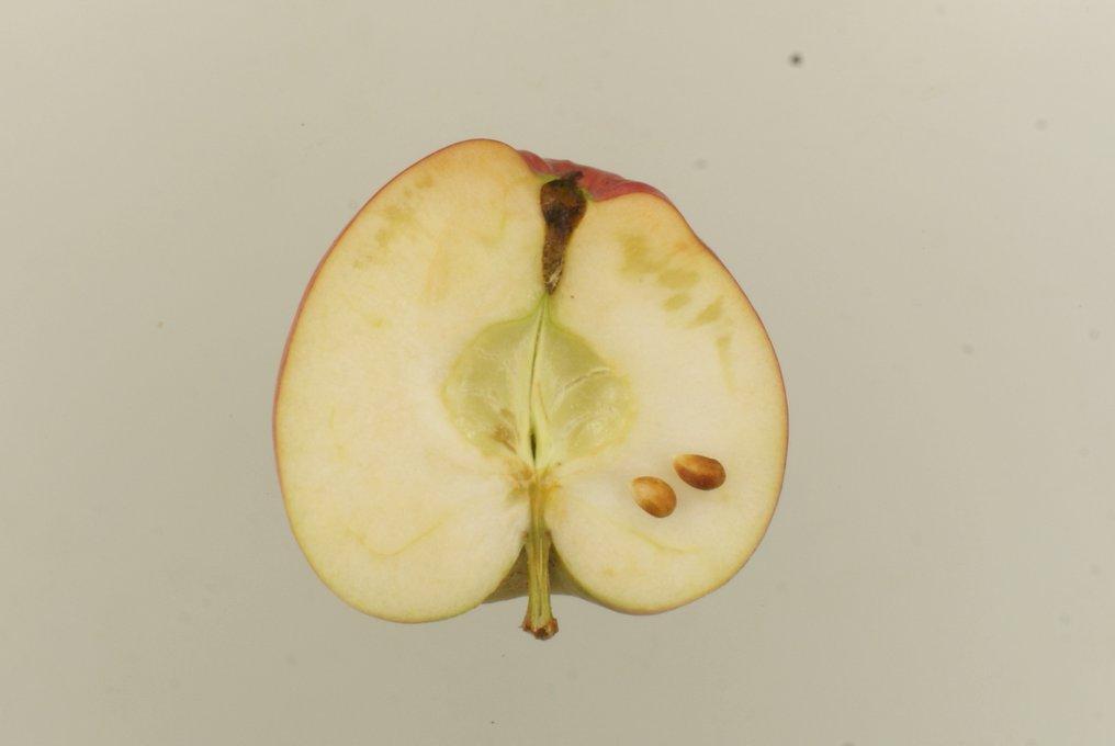 Roter Ananaspfel