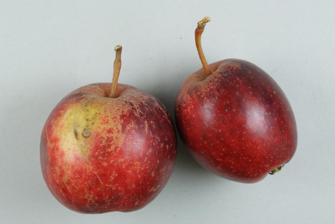 Purpurroter Herbstcousinot