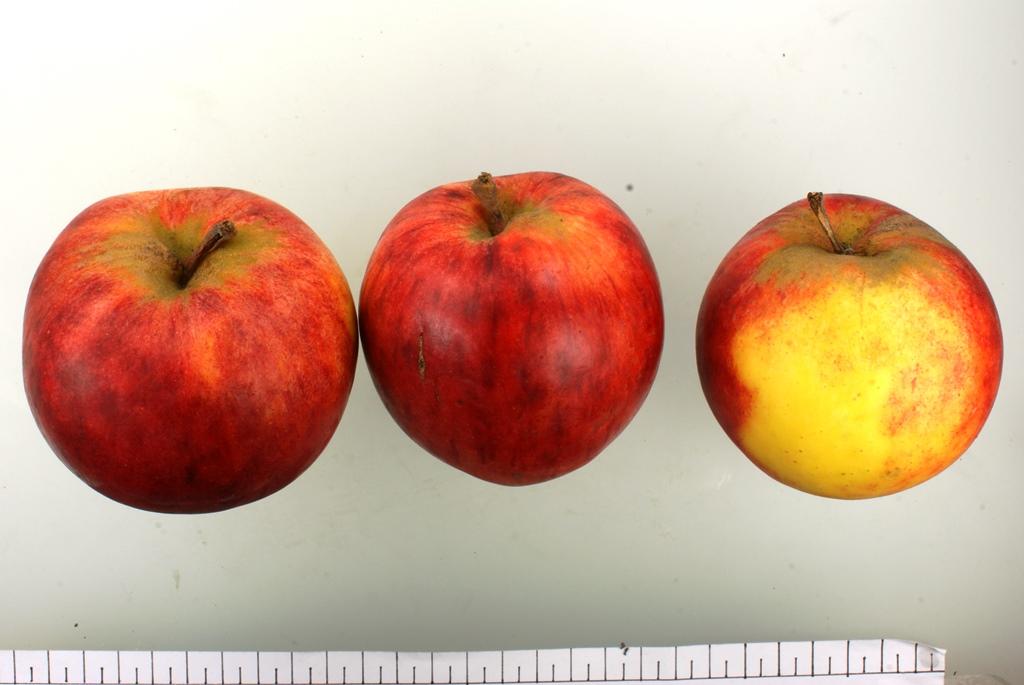 Pommerscher Krummstiel