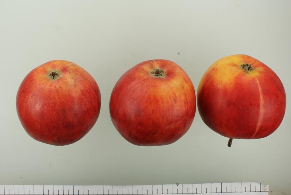 Pommerscher Krummstiel