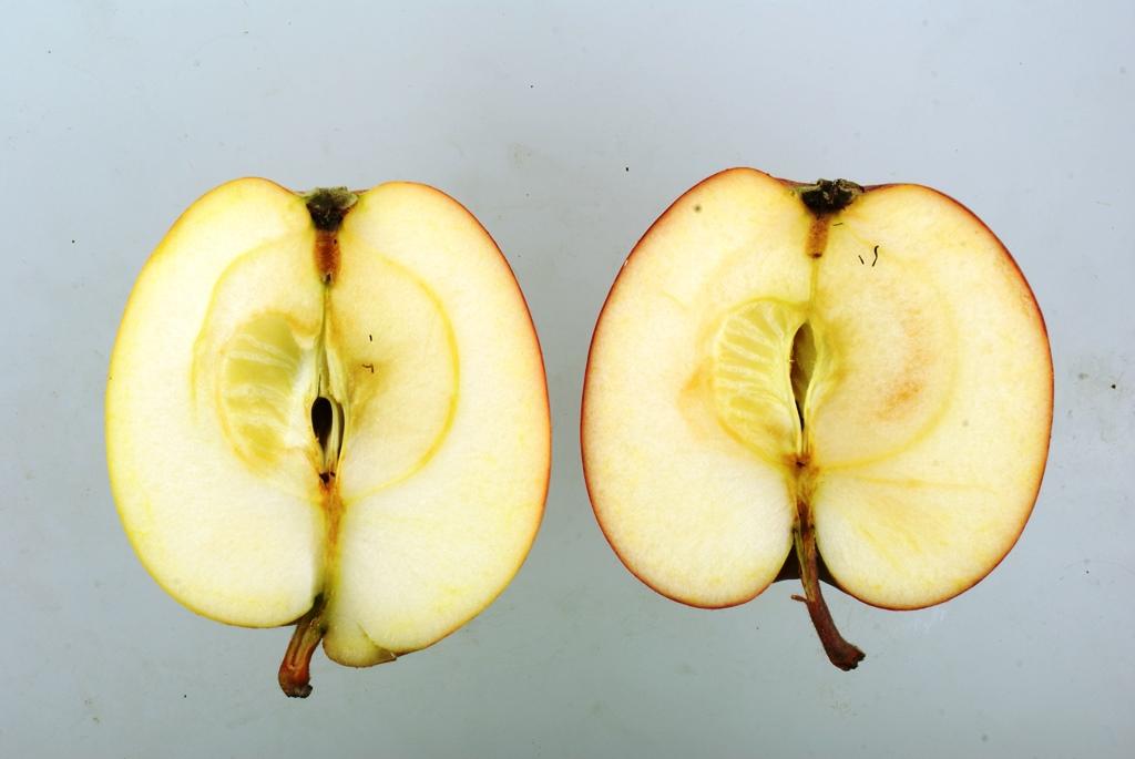 Pommerscher Krummstiel