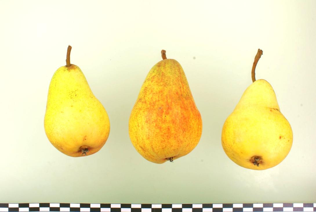 Frühe aus Trevoux