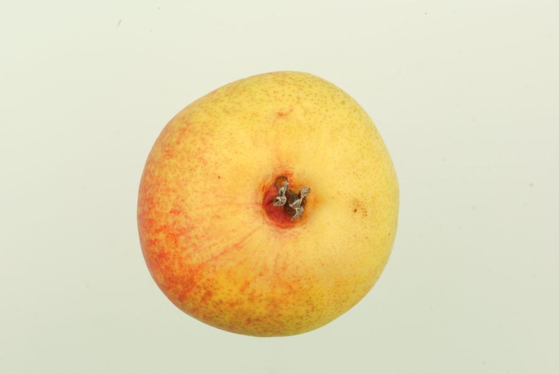 Frühe aus Trevoux