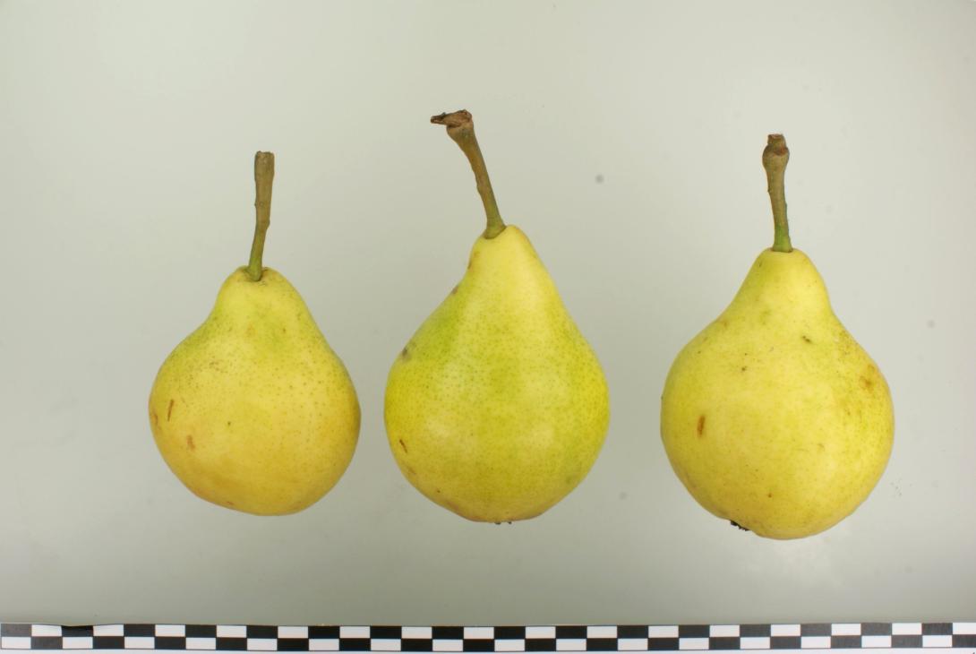 Ananasbirne aus Courtray