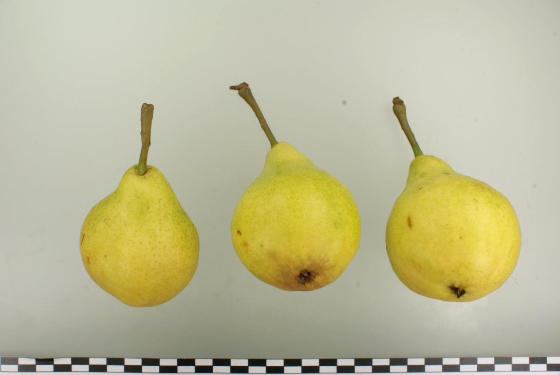 Ananasbirne aus Courtray