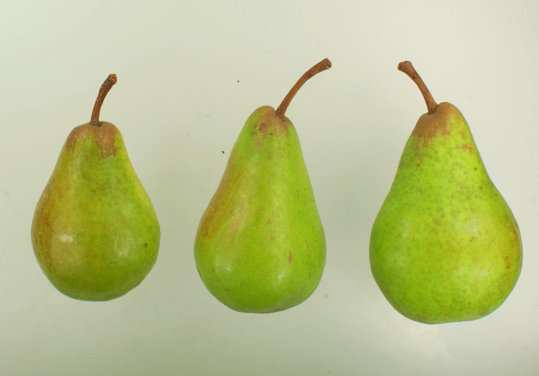 Hofratsbirne