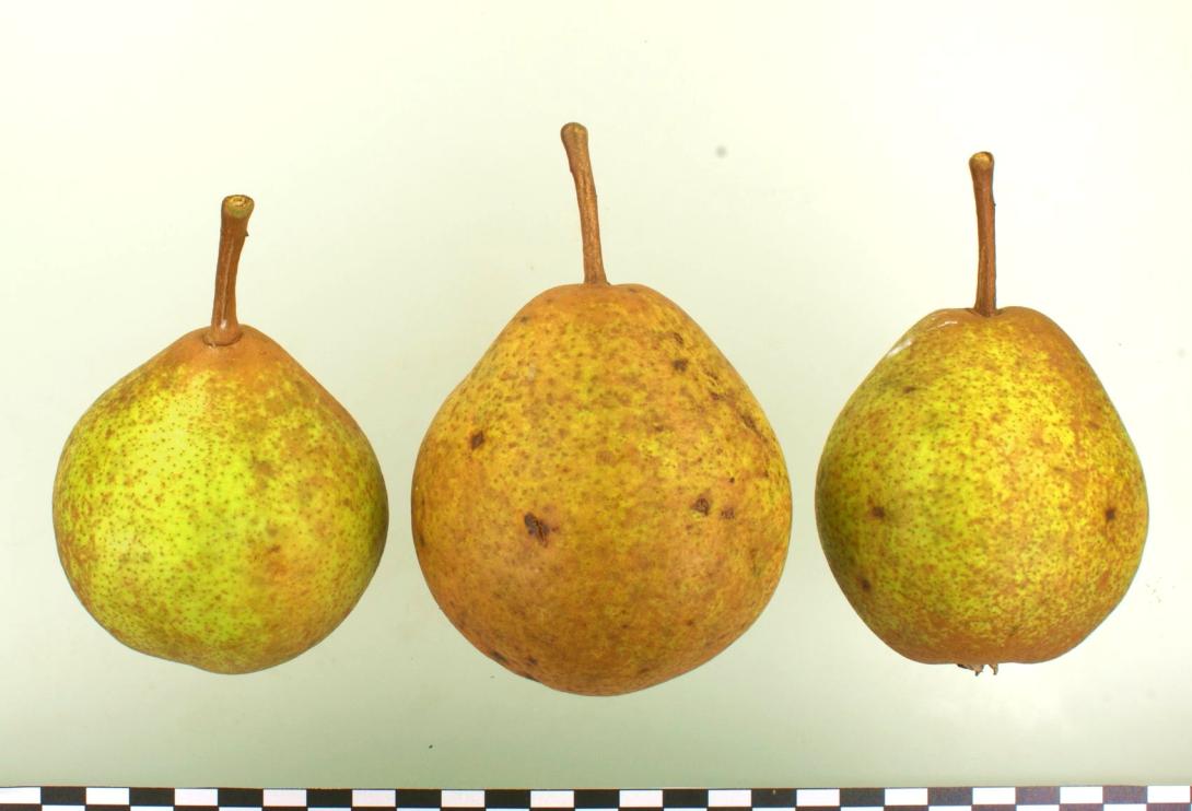 Diels Butterbirne