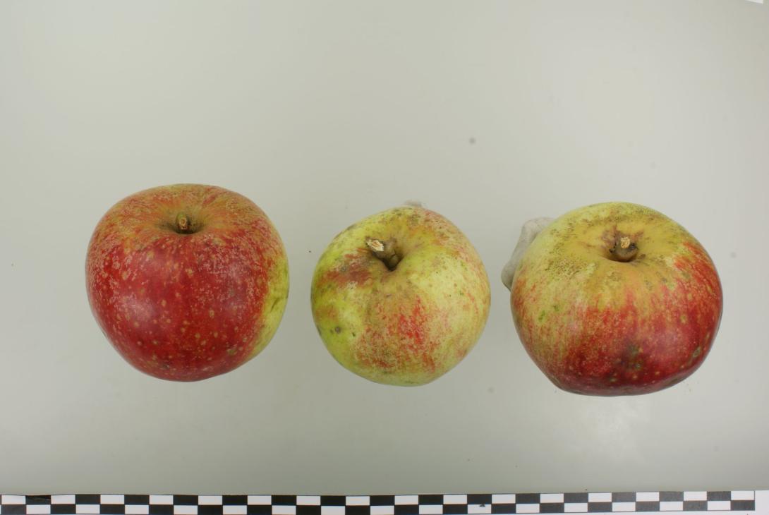 Schöner aus Haseldorf