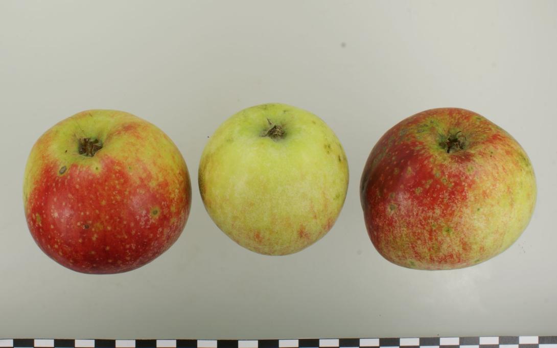 Schöner aus Haseldorf