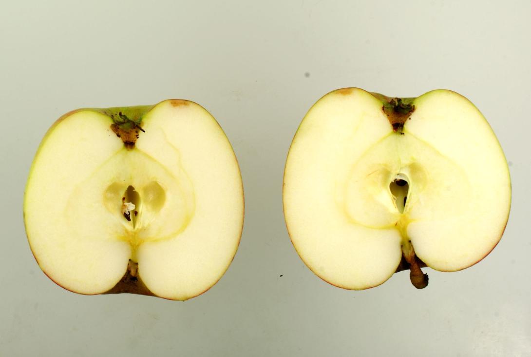 Schöner aus Haseldorf