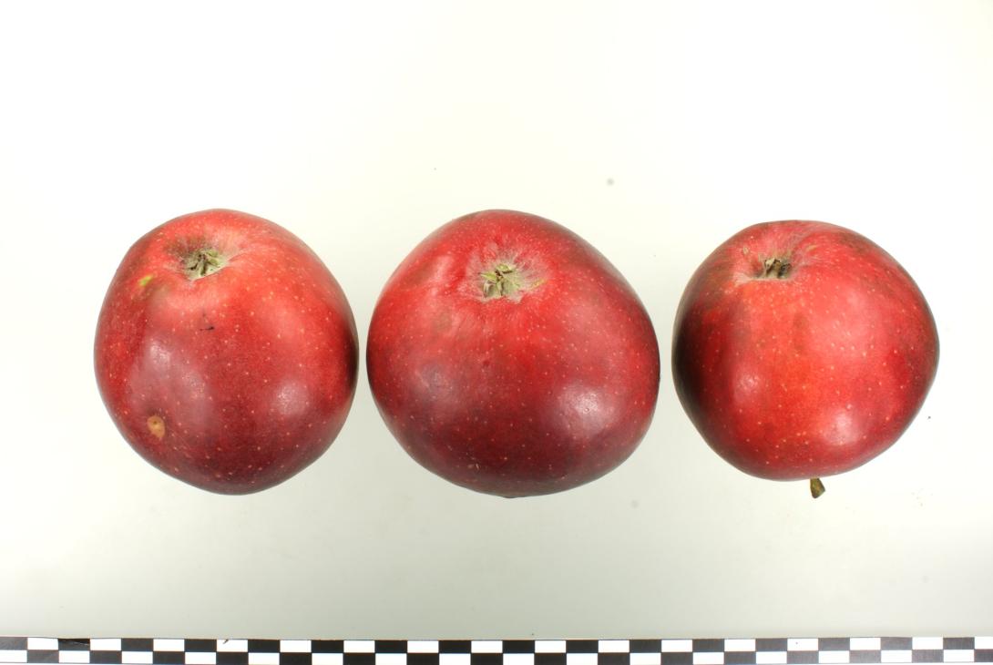 Roter Krieger