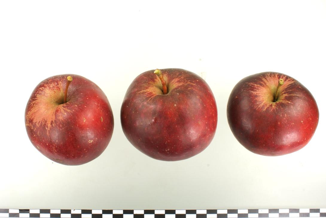 Roter Krieger