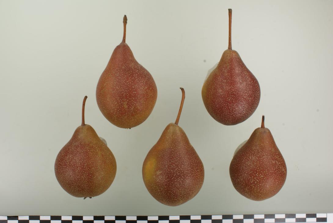 Graue Hühnerbirne