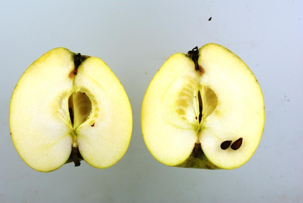 "Grünpunkt"-AN