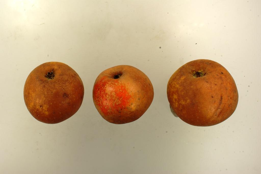 Egremont Russet