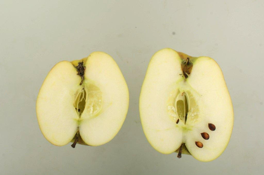 Winterprinzenapfel