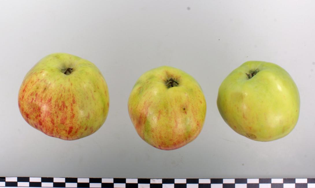 Weißer Astrachan