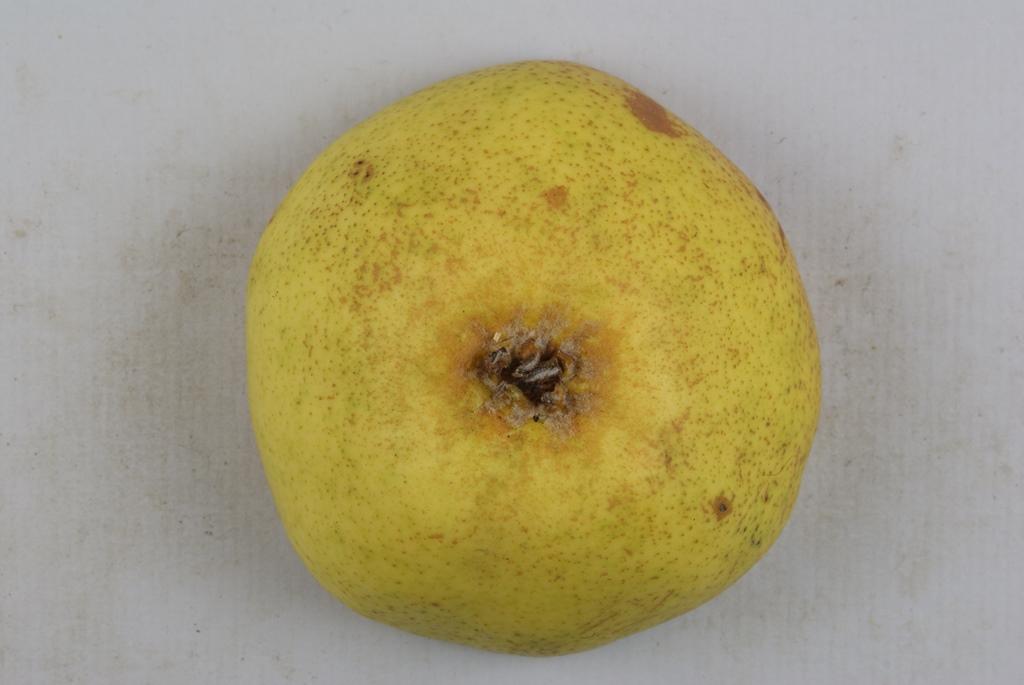 Baronsbirne