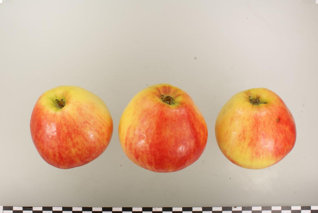 Körler Edelapfel