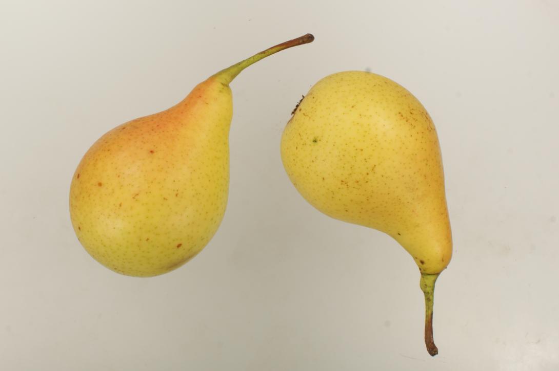 Schwanenhals