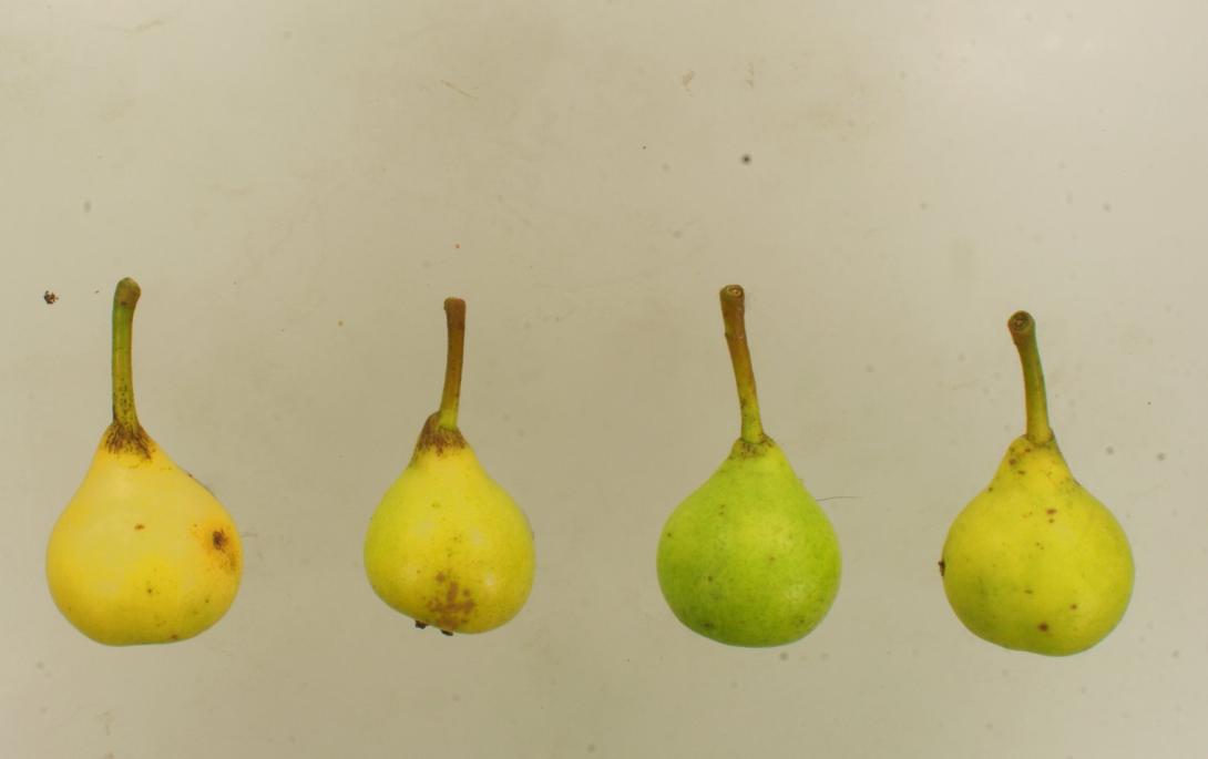 Gelbe Frühbirne