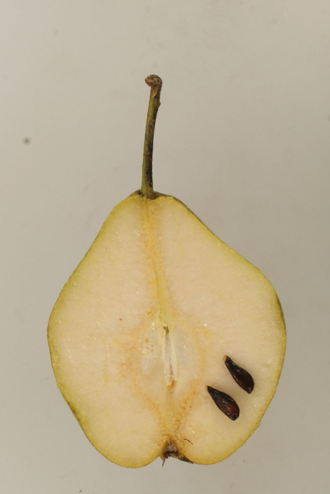 Amanlis Butterbirne