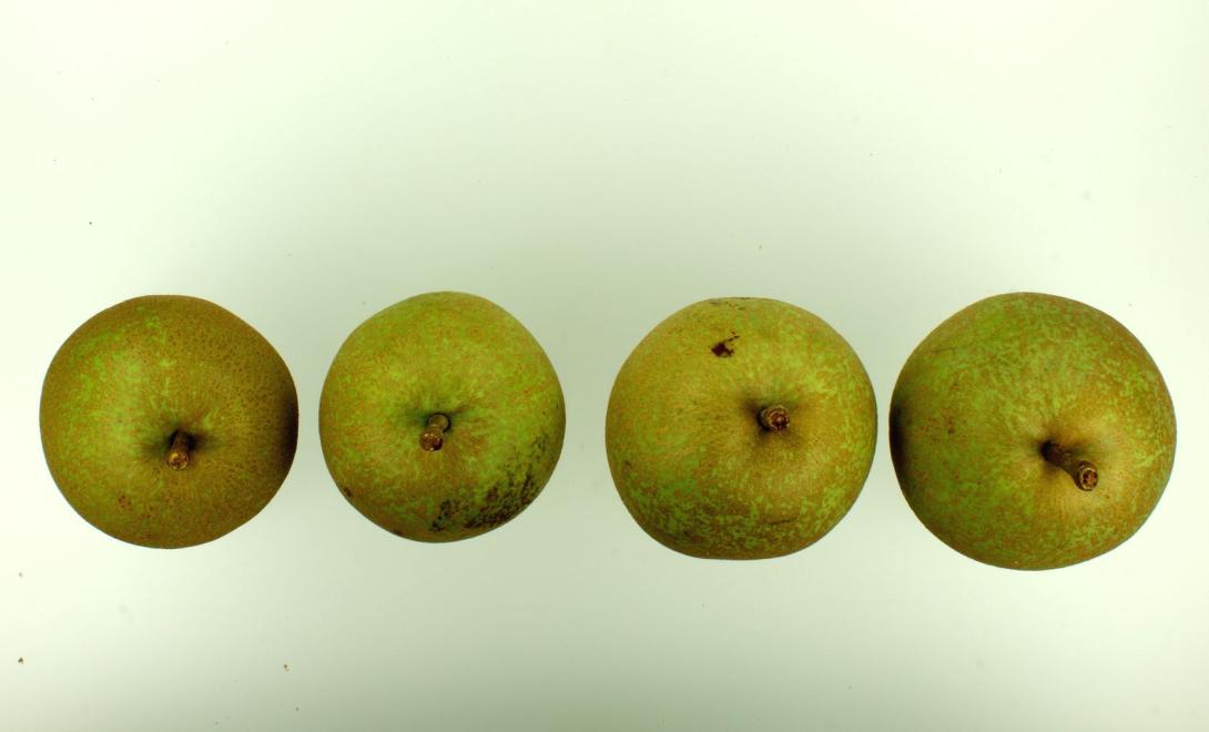 Rote Bergamotte