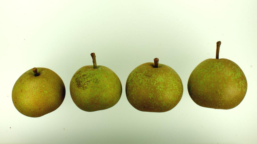 Rote Bergamotte
