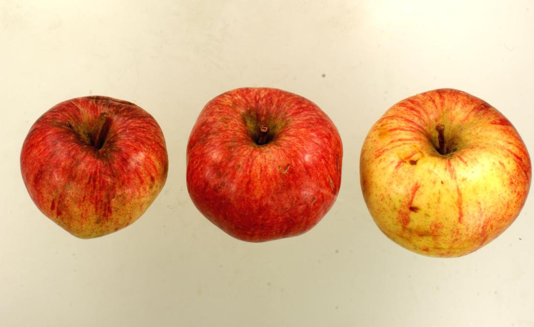 Altländer Pfannkuchenapfel