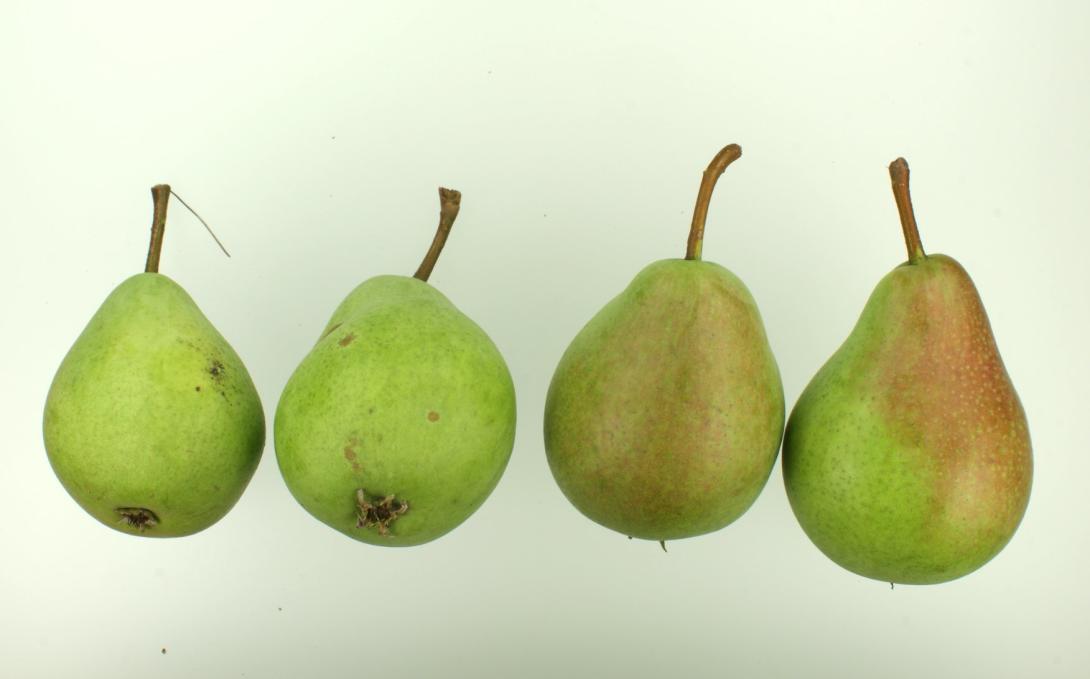 Dumas Herbstdorn