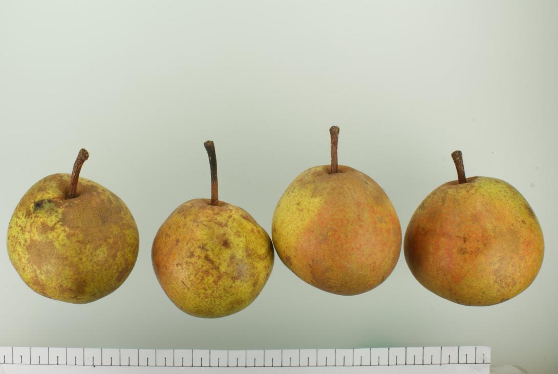 "Große Bergamotte"-AN